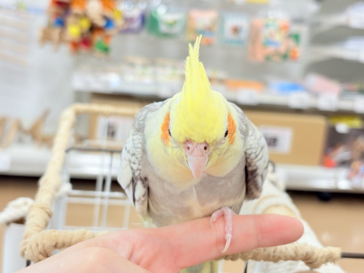 オカメインコ
