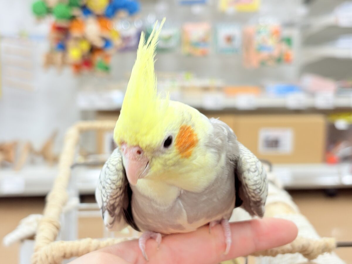オカメインコ