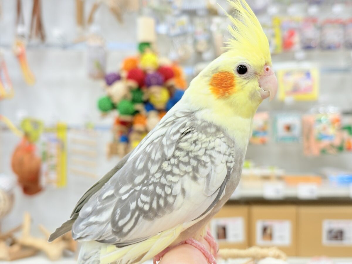 オカメインコ