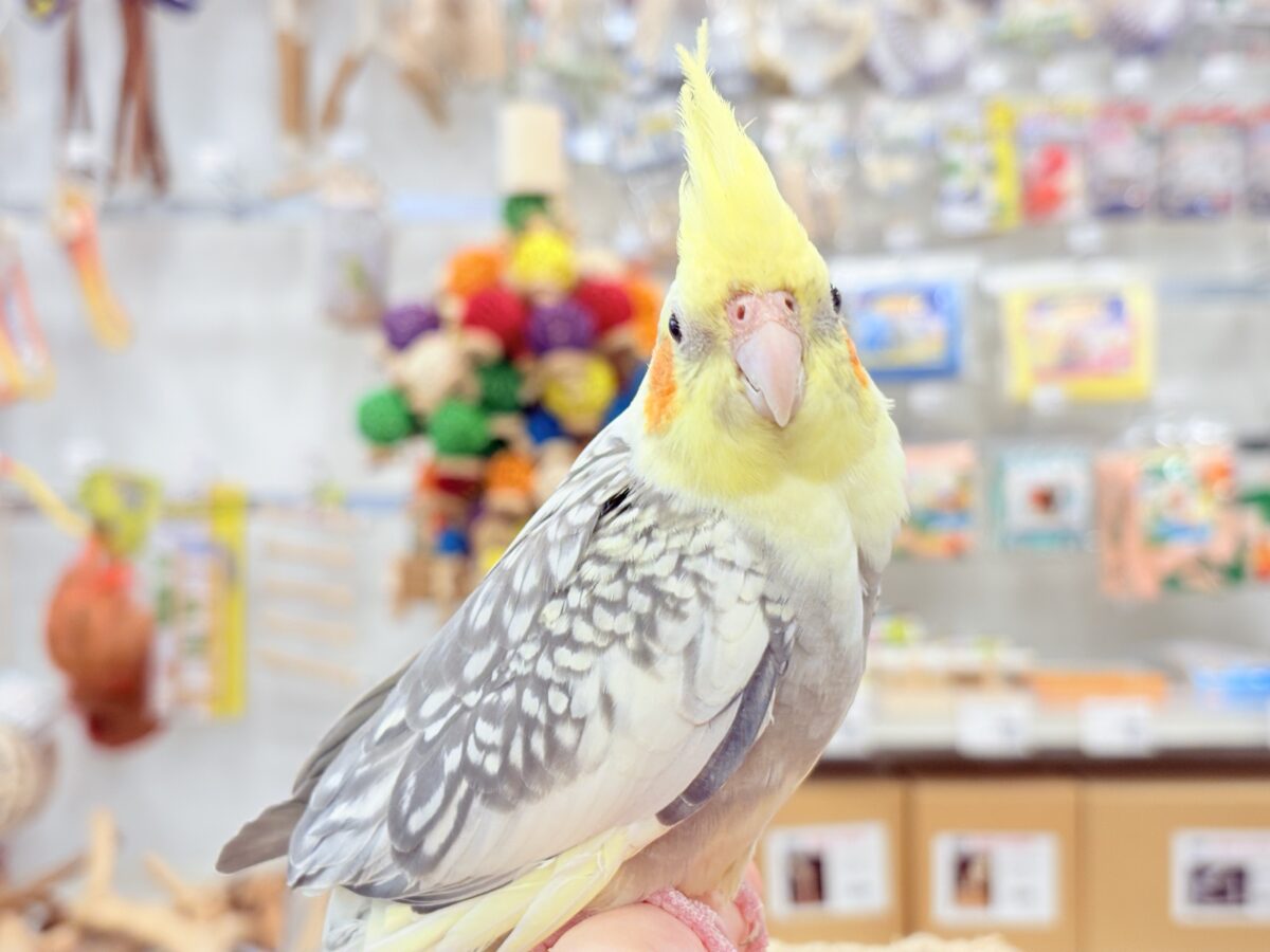 たくさんなでて甘やかしてねっ🐥🪅オカメインコ(パールパイド) オカメインコ