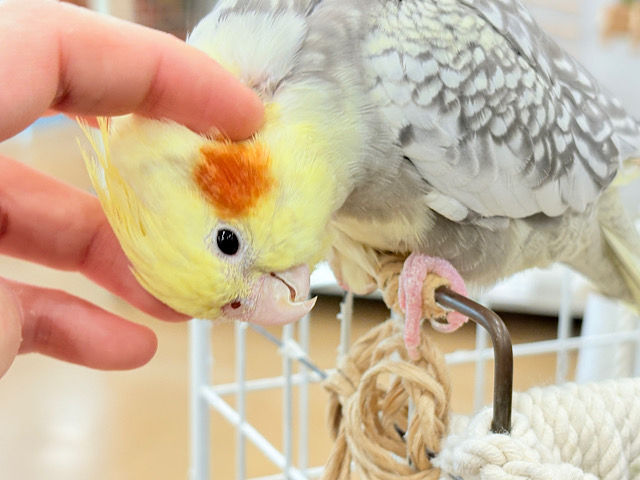 たくさんなでて甘やかしてねっ🐥🪅オカメインコ(パールパイド) たくさんなでて甘やかしてねっ🐥🪅オカメインコ(パールパイド)