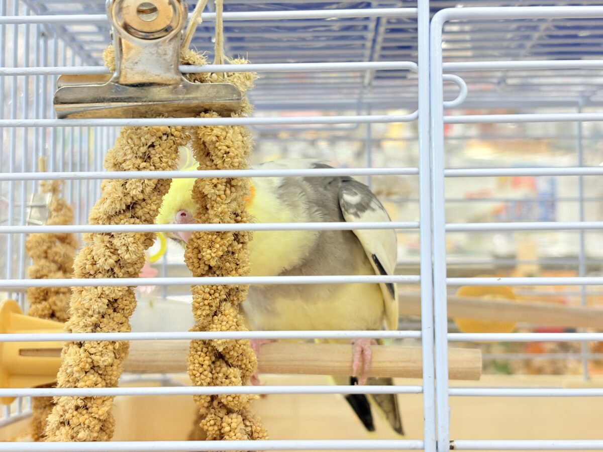 オカメインコ