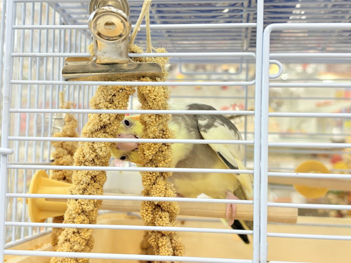 控えめに甘えさせてね?♡オカメインコ(パイド) オカメインコ