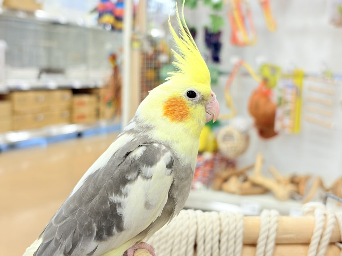 オカメインコ