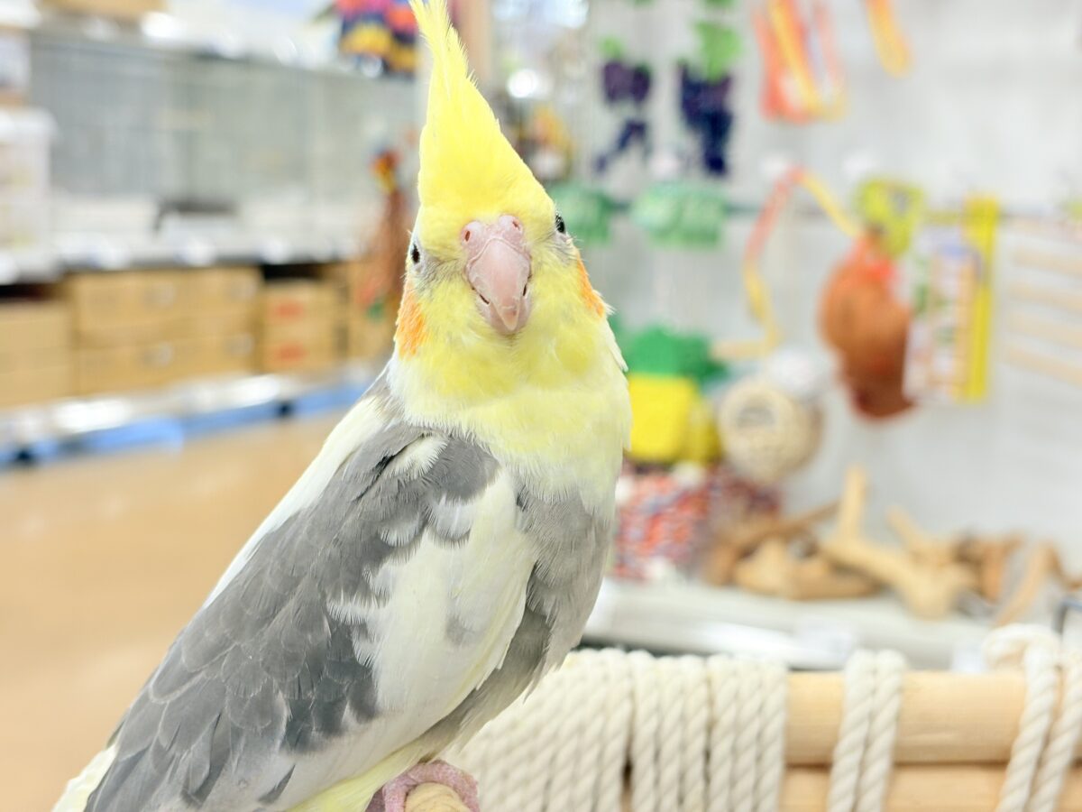 控えめに甘えさせてね?♡オカメインコ(パイド) オカメインコ