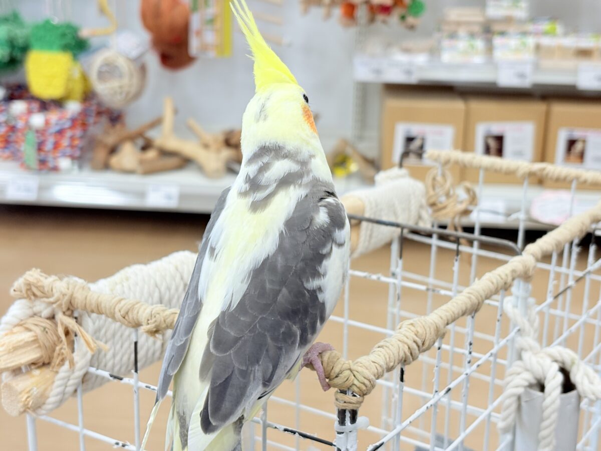 控えめに甘えさせてね?♡オカメインコ(パイド) オカメインコ