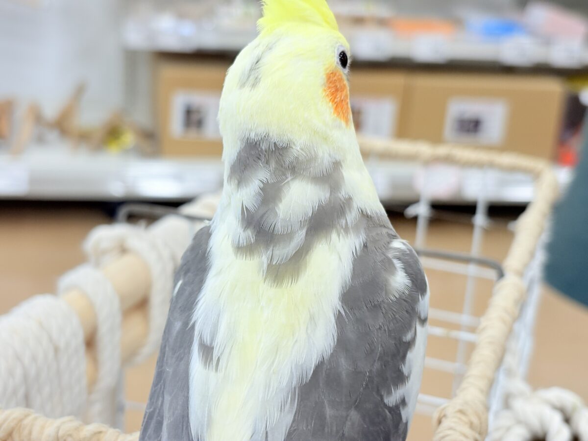 控えめに甘えさせてね?♡オカメインコ(パイド) オカメインコ