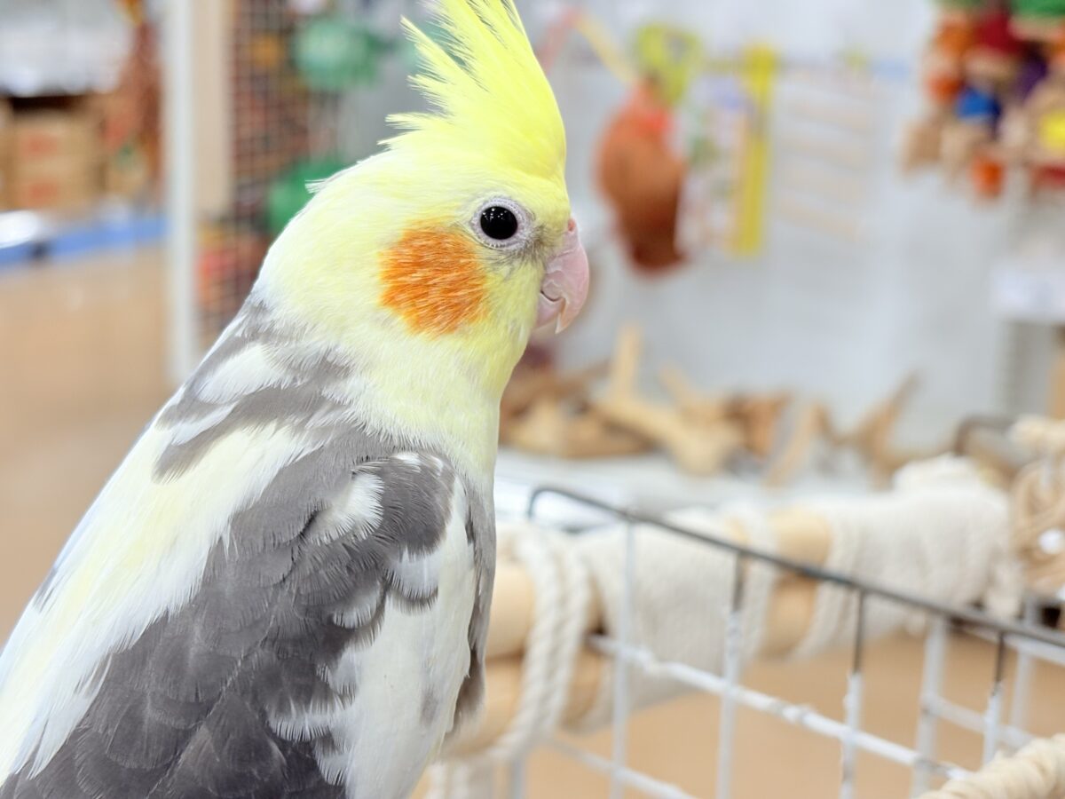 オカメインコ