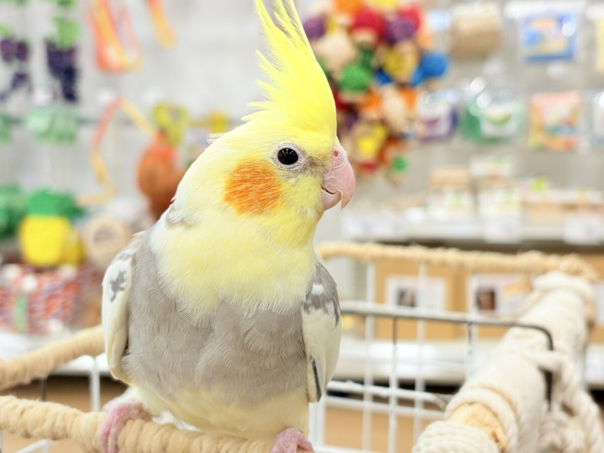 オカメインコ