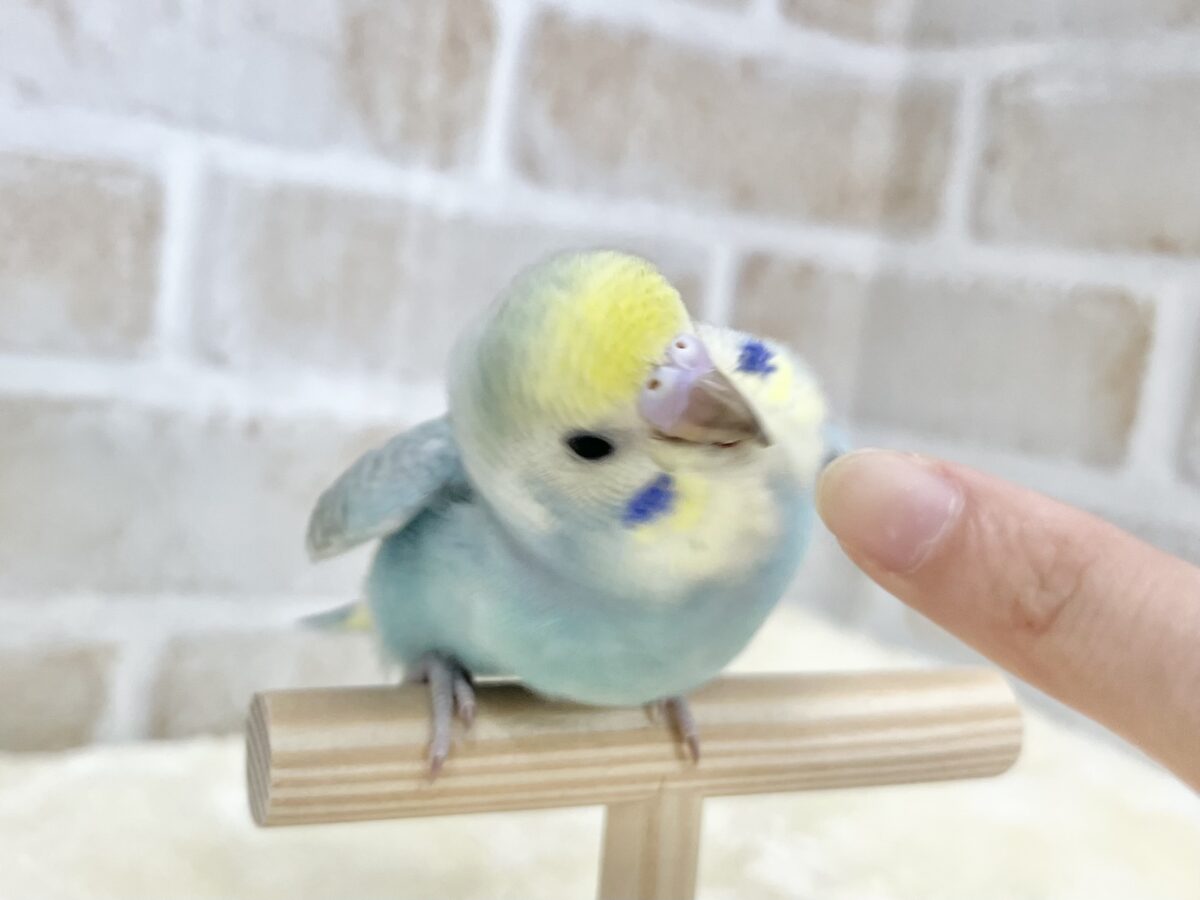 セキセイインコ