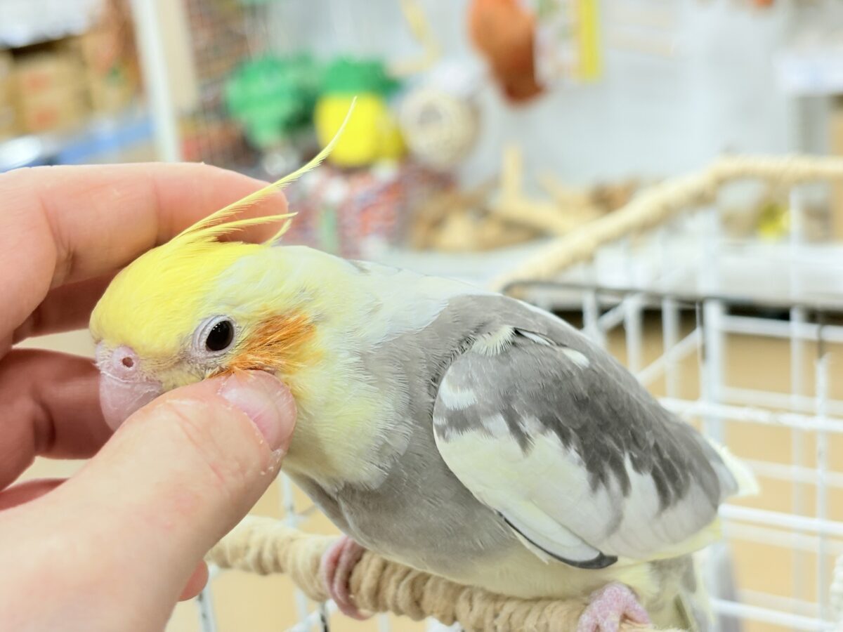 オカメインコ