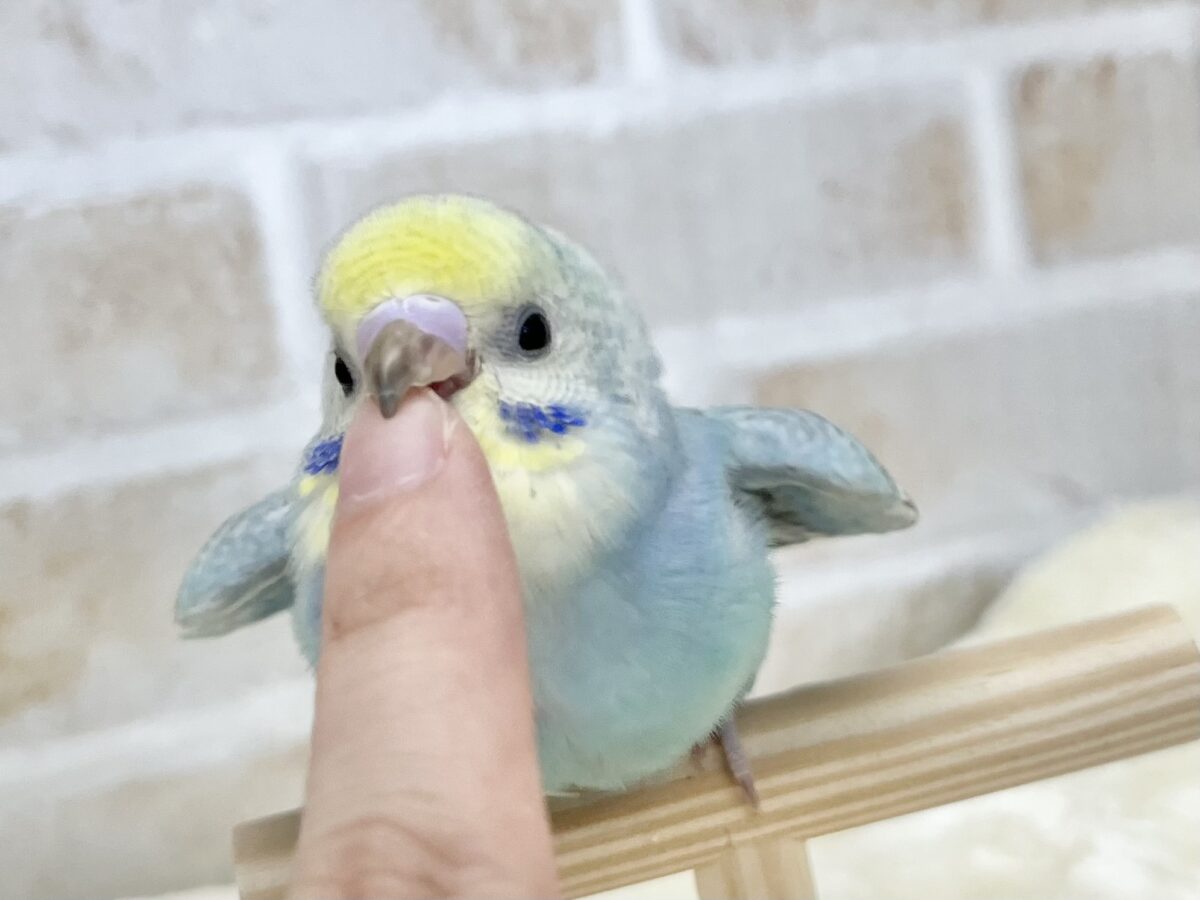 セキセイインコ