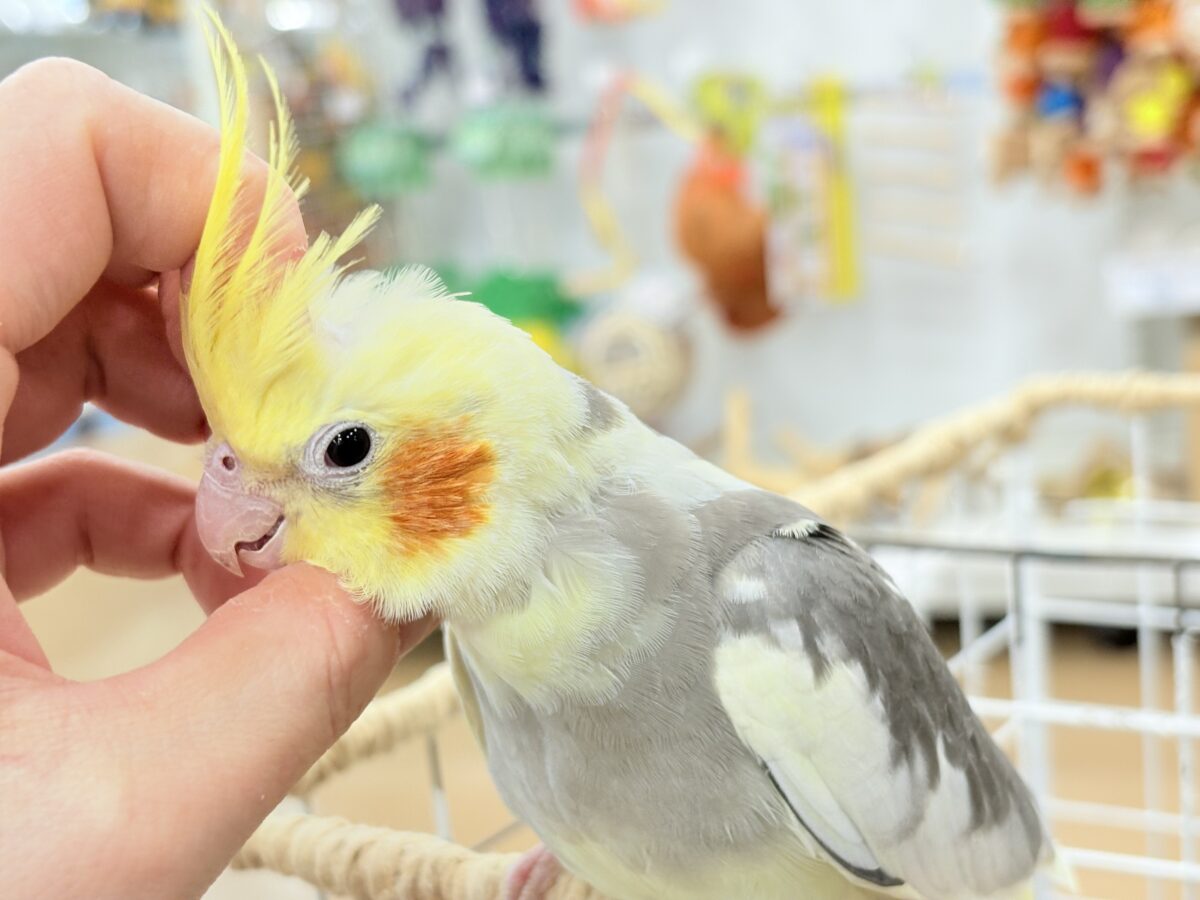 オカメインコ