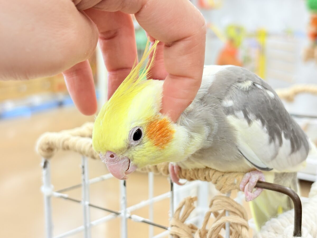 控えめに甘えさせてね?♡オカメインコ(パイド) オカメインコ