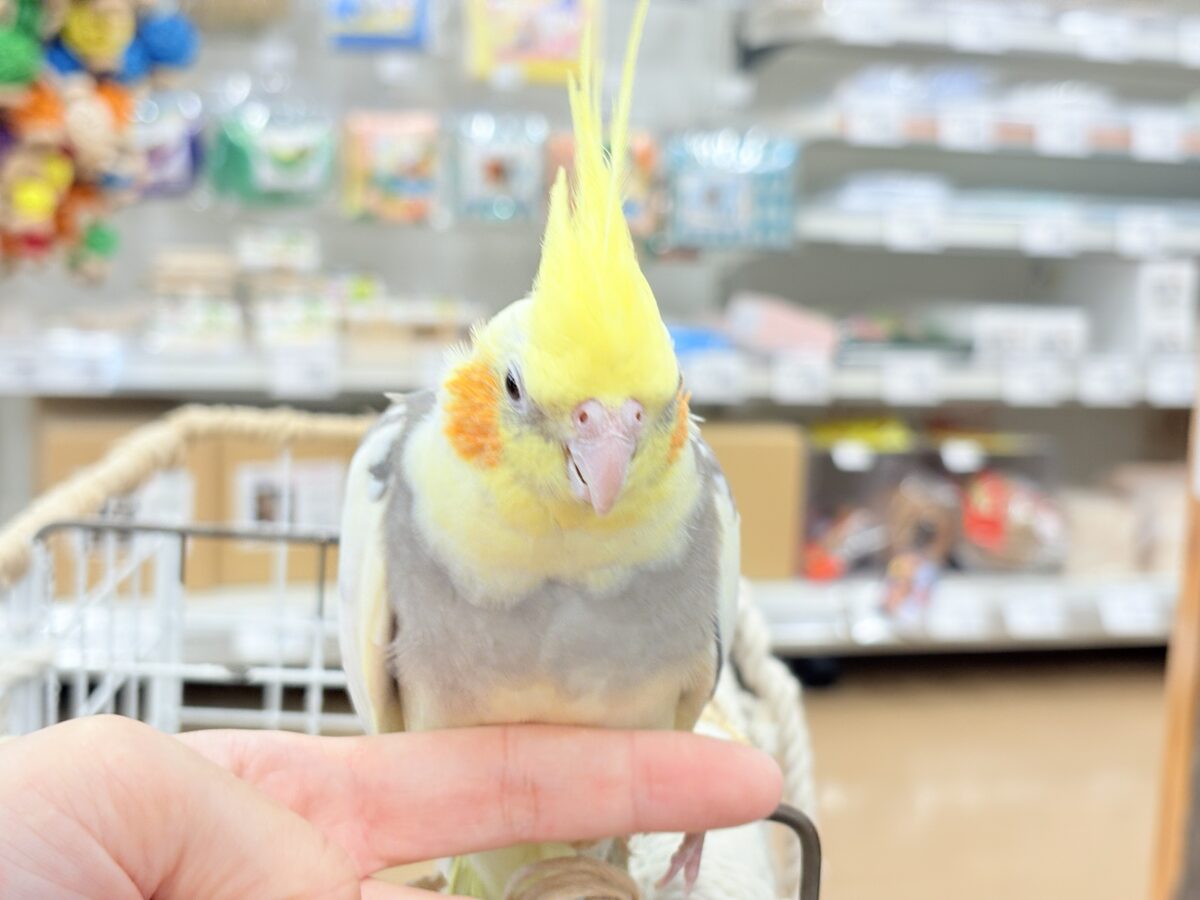 オカメインコ