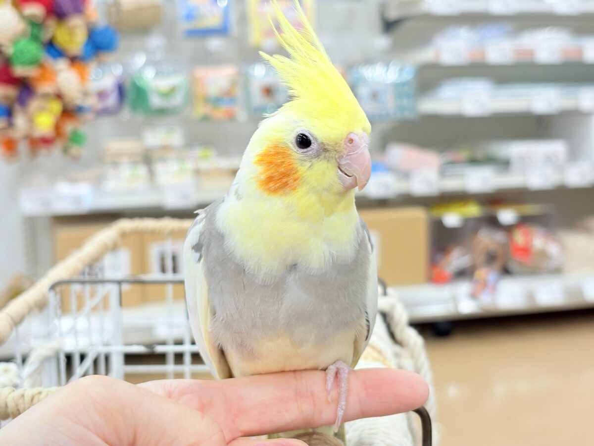 オカメインコ