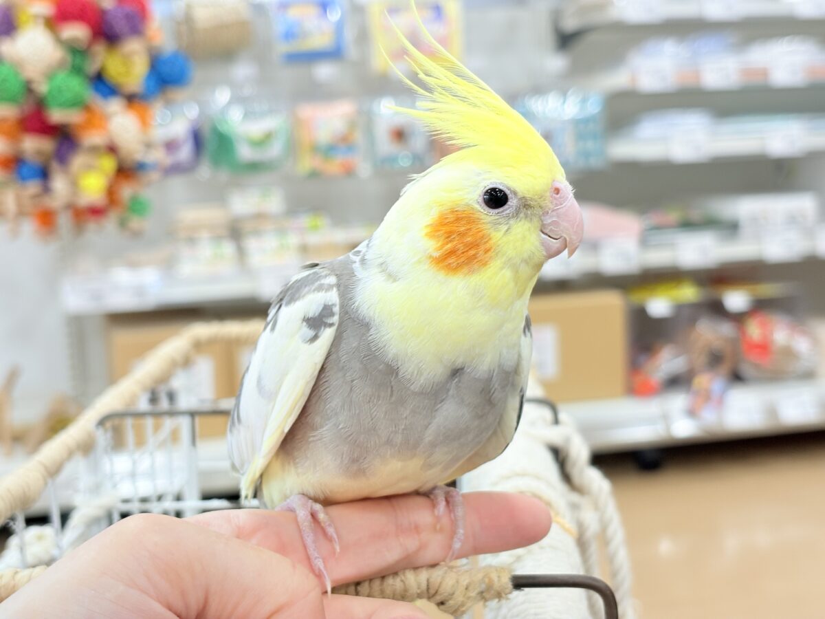 控えめに甘えさせてね?♡オカメインコ(パイド) オカメインコ