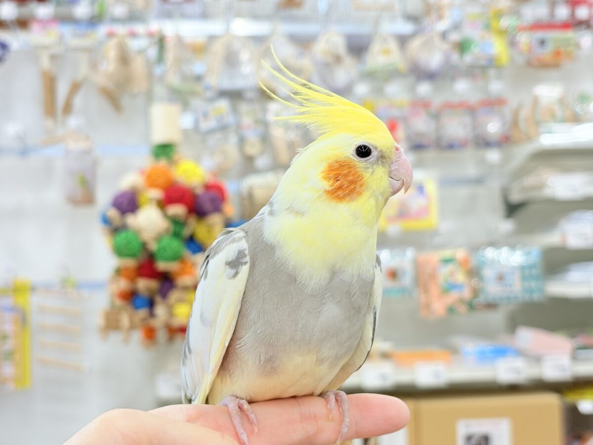 控えめに甘えさせてね?♡オカメインコ(パイド) オカメインコ