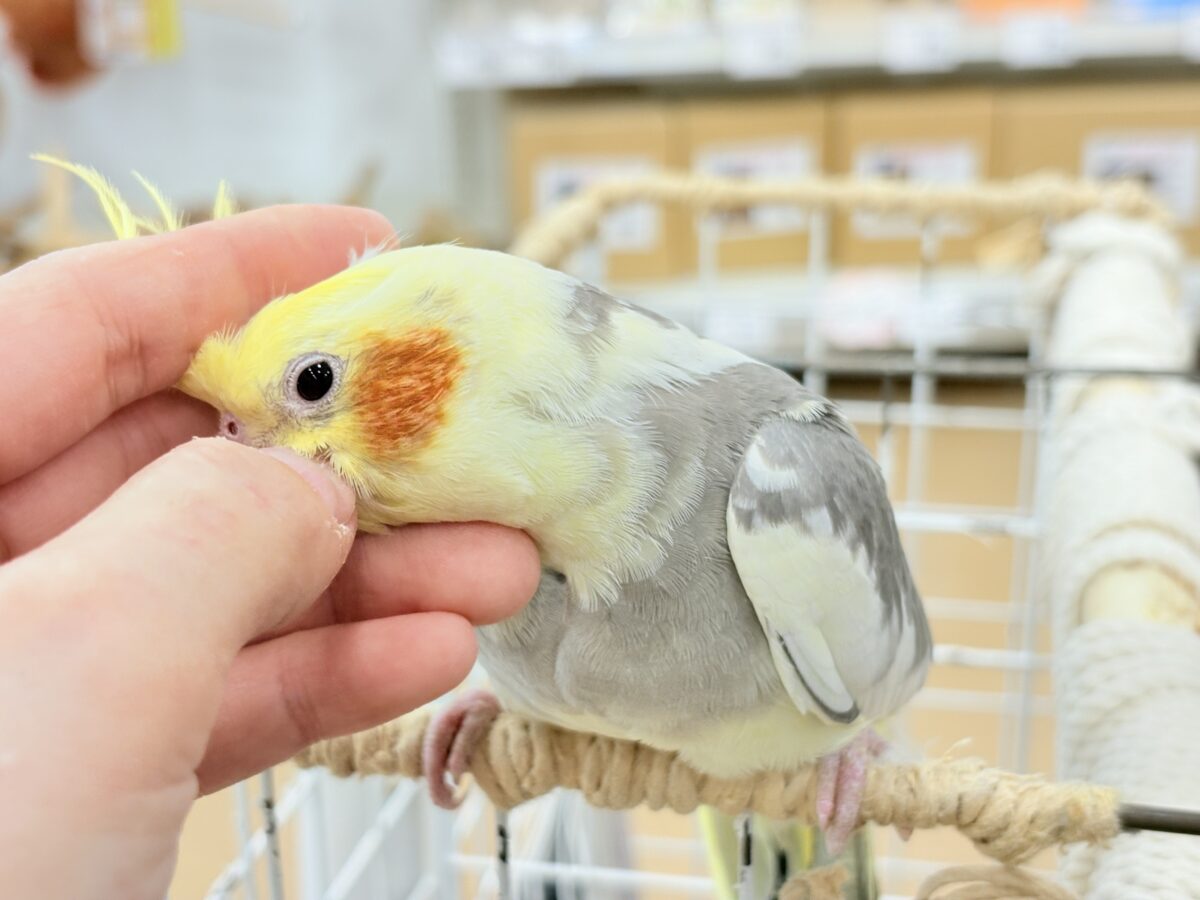 オカメインコ