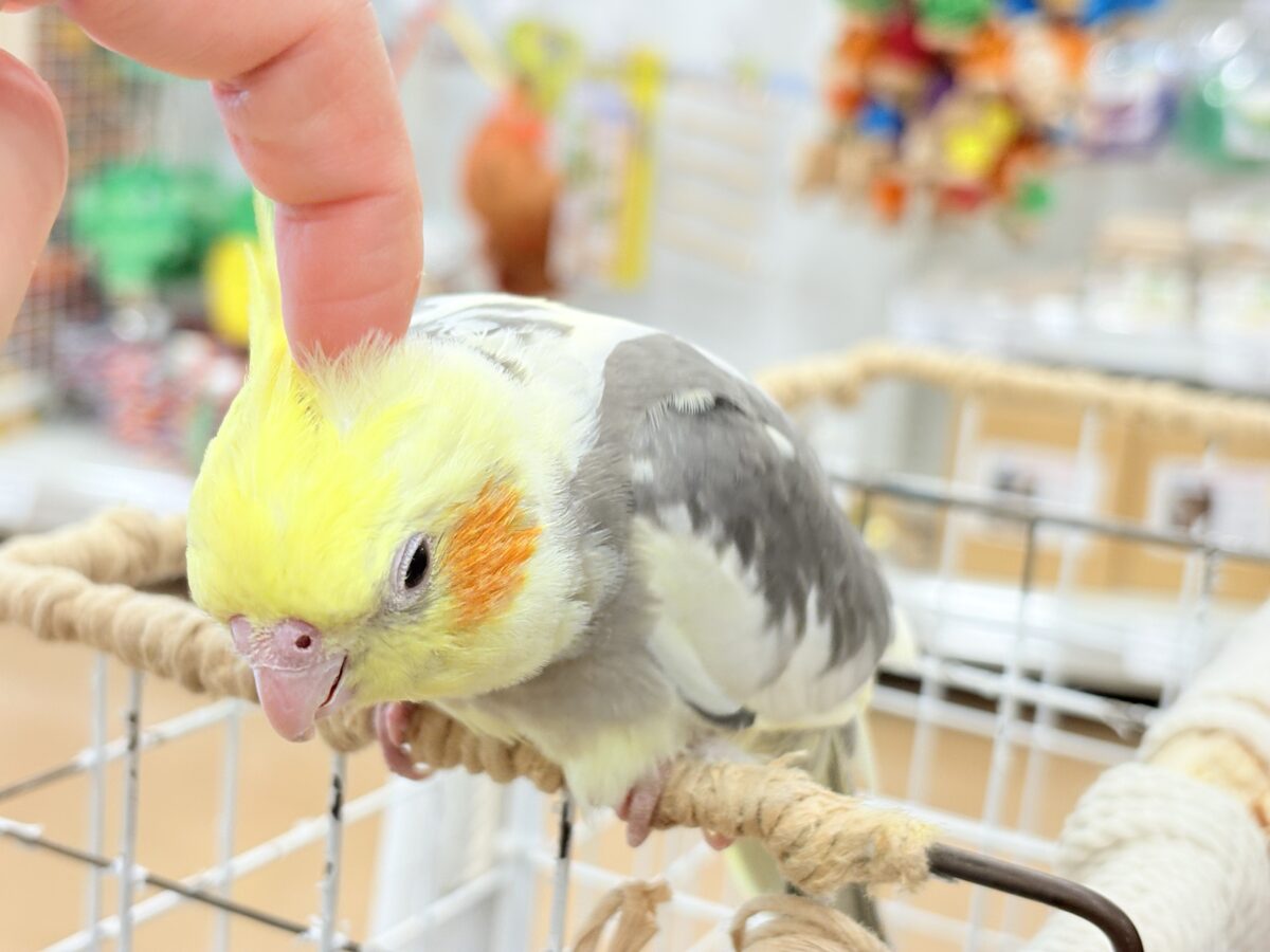 オカメインコ