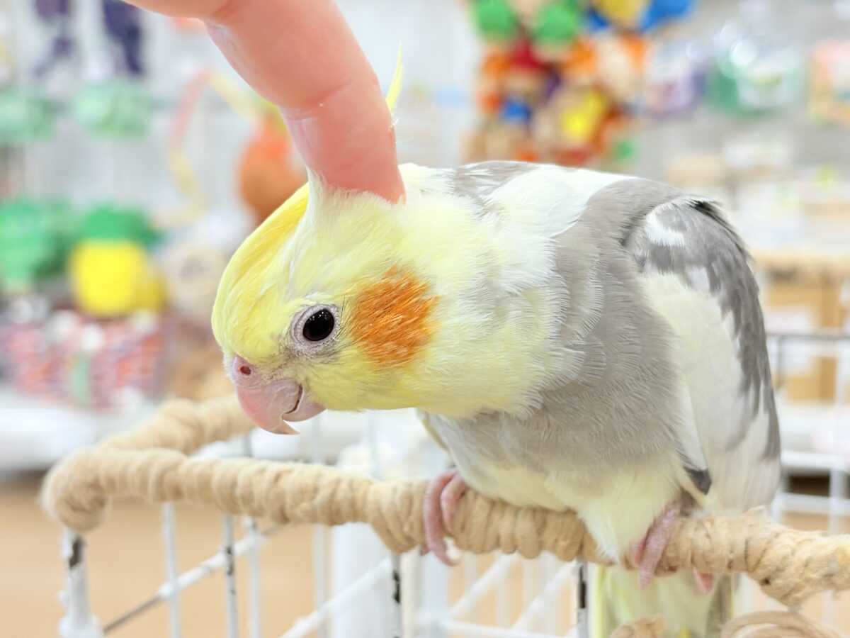 オカメインコ