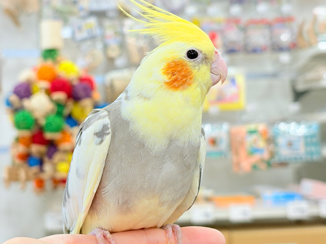 控えめに甘えさせてね?♡オカメインコ(パイド) 控えめに甘えさせてね?♡オカメインコ(パイド)