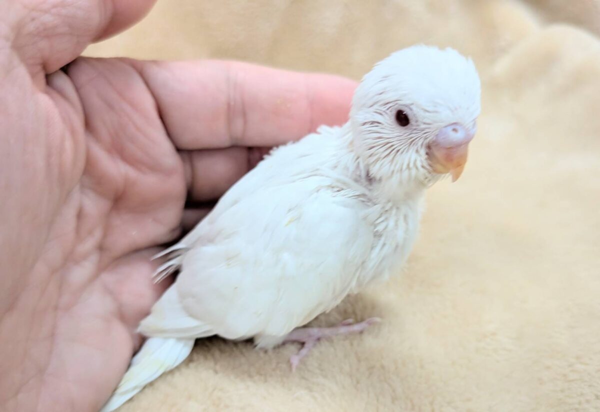 セキセイインコ