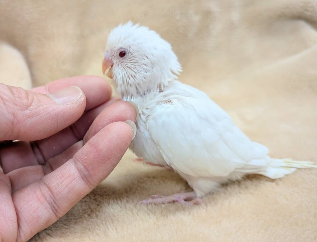 セキセイインコ