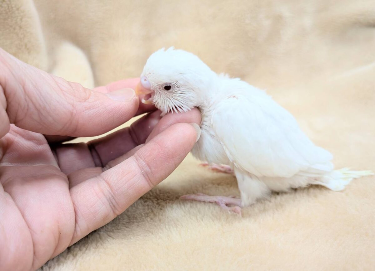 セキセイインコ