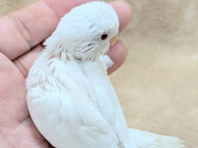 季節外れの雪ん子ちゃん🐣❄️セキセイインコ(アルビノ) ヒナ