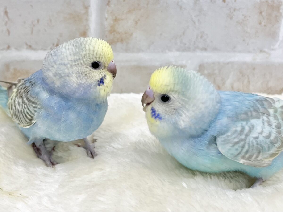 セキセイインコ
