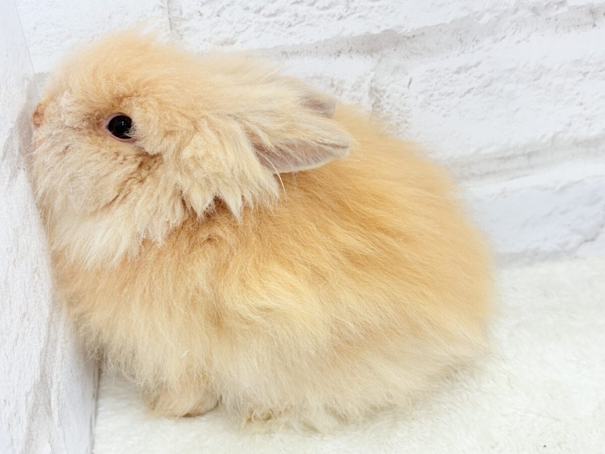 もっふもふのぬいぐるみ🐰🧡アンゴララビット(オレンジ) 男の子 アンゴララビット