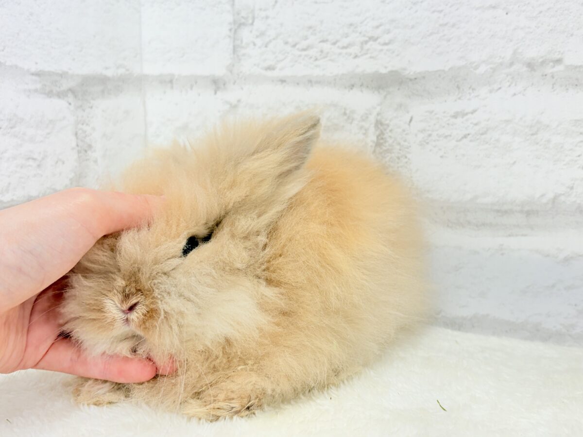 もっふもふのぬいぐるみ🐰🧡アンゴララビット(オレンジ) 男の子 アンゴララビット
