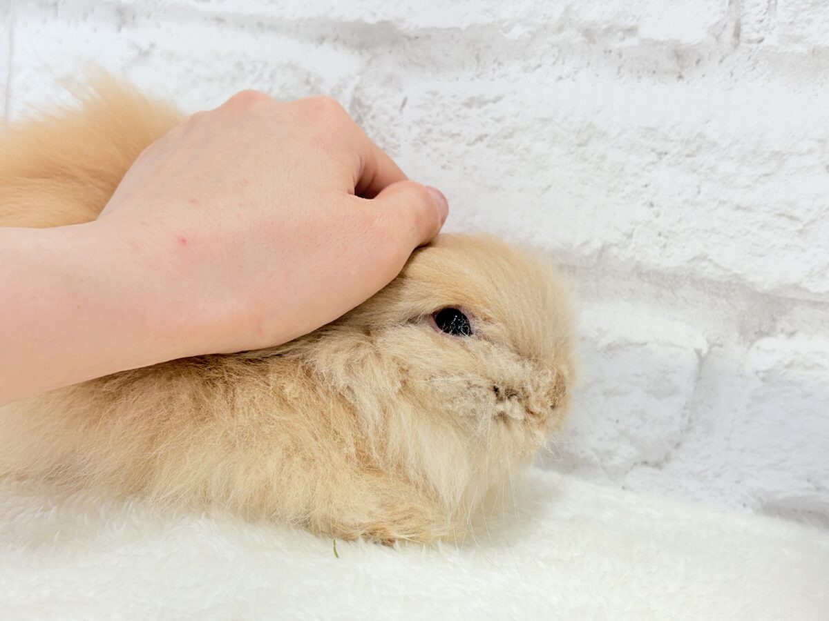 アンゴララビット