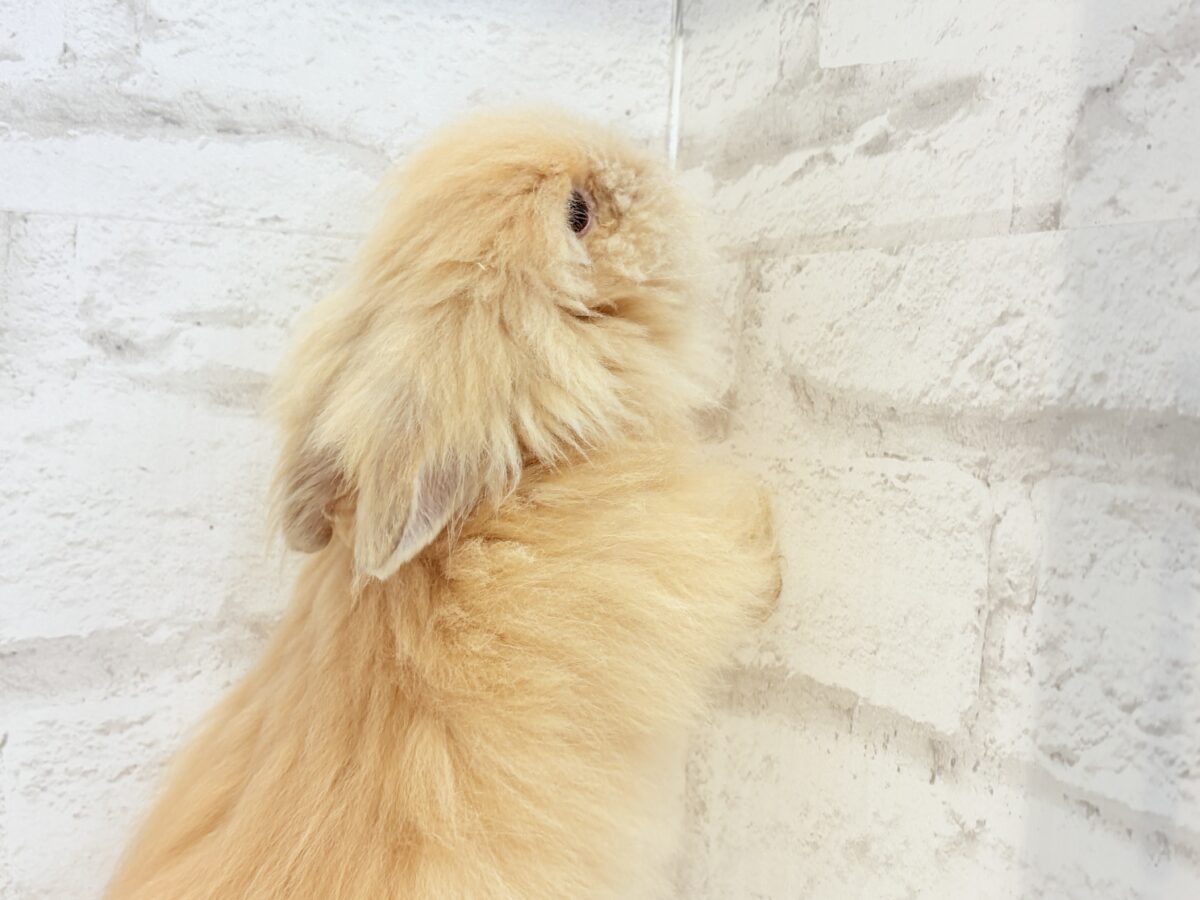 もっふもふのぬいぐるみ🐰🧡アンゴララビット(オレンジ) 男の子 アンゴララビット