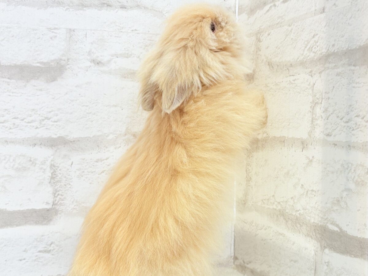 もっふもふのぬいぐるみ🐰🧡アンゴララビット(オレンジ) 男の子 アンゴララビット