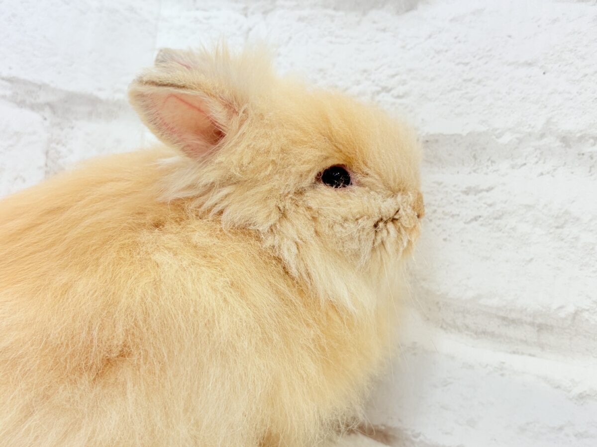 もっふもふのぬいぐるみ🐰🧡アンゴララビット(オレンジ) 男の子 アンゴララビット