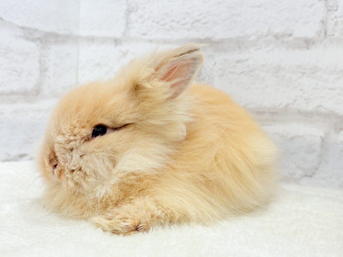もっふもふのぬいぐるみ🐰🧡アンゴララビット(オレンジ) 男の子 アンゴララビット