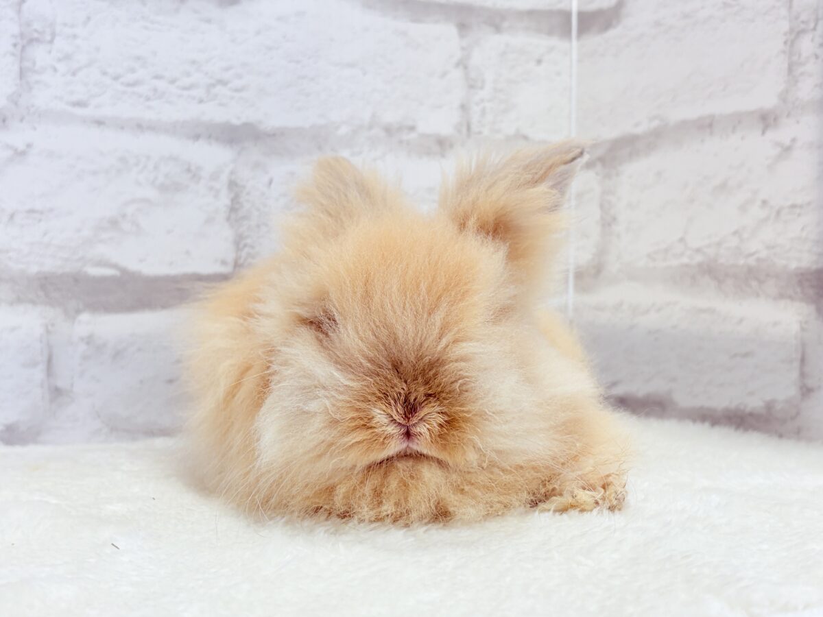 もっふもふのぬいぐるみ🐰🧡アンゴララビット(オレンジ) 男の子 アンゴララビット