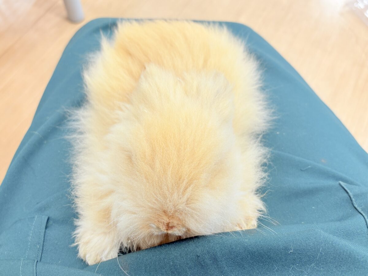 アンゴララビット