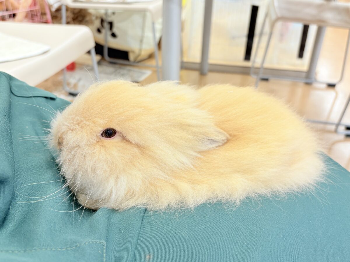 アンゴララビット