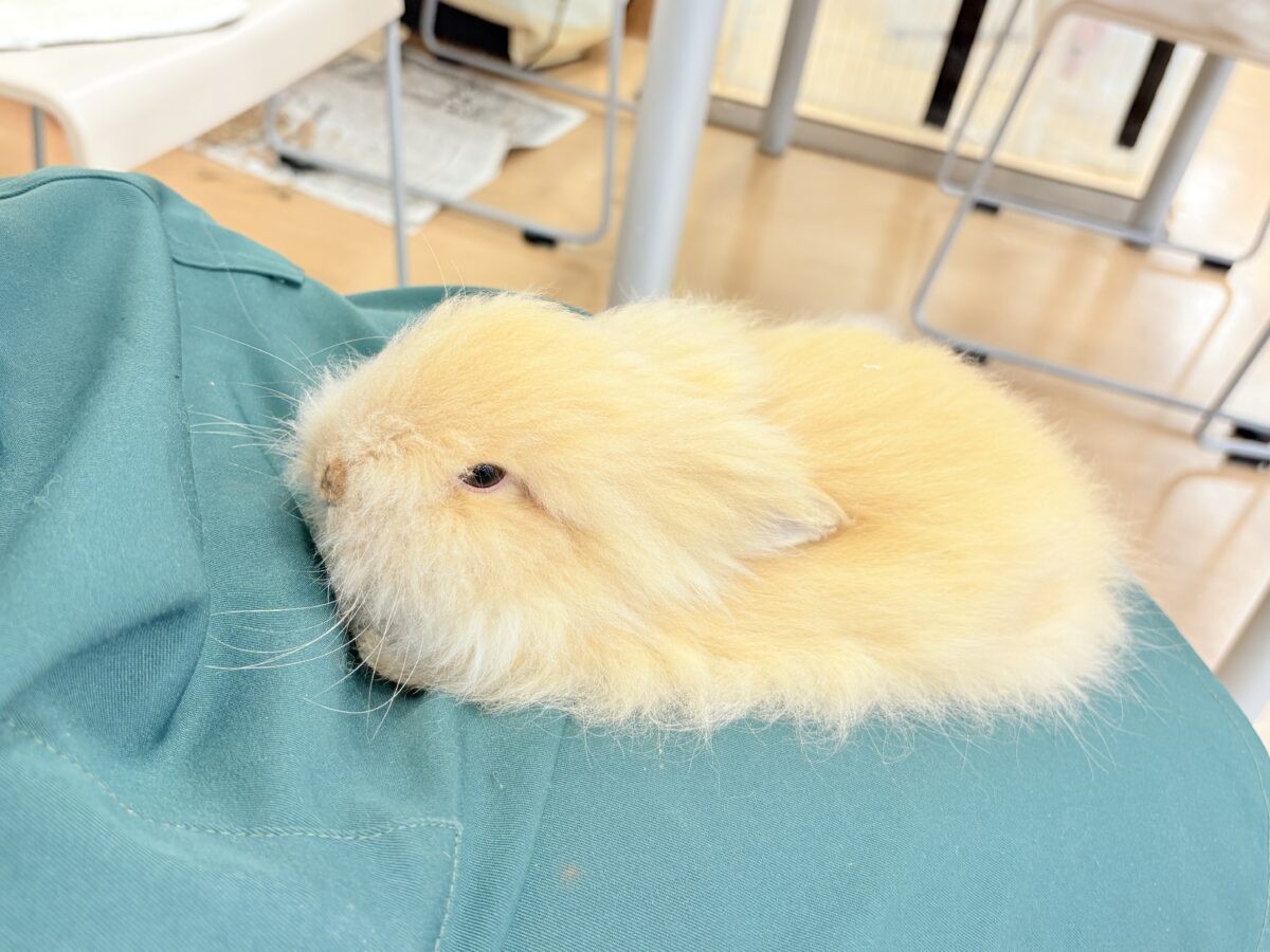 もっふもふのぬいぐるみ🐰🧡アンゴララビット(オレンジ) 男の子 アンゴララビット