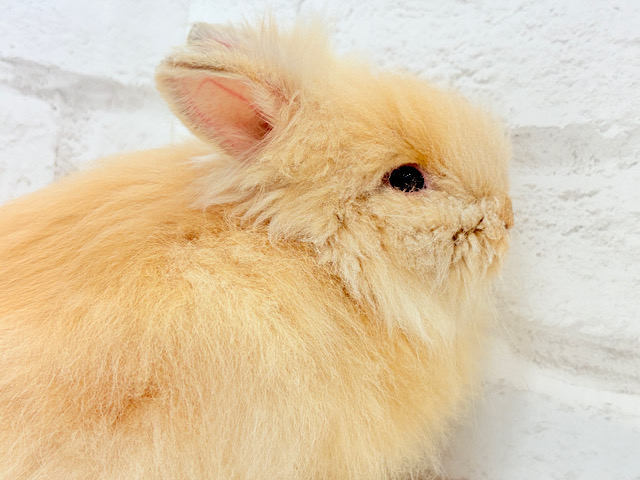 もっふもふのぬいぐるみ🐰🧡アンゴララビット(オレンジ) 男の子 もっふもふのぬいぐるみ🐰🧡アンゴララビット(オレンジ) 男の子