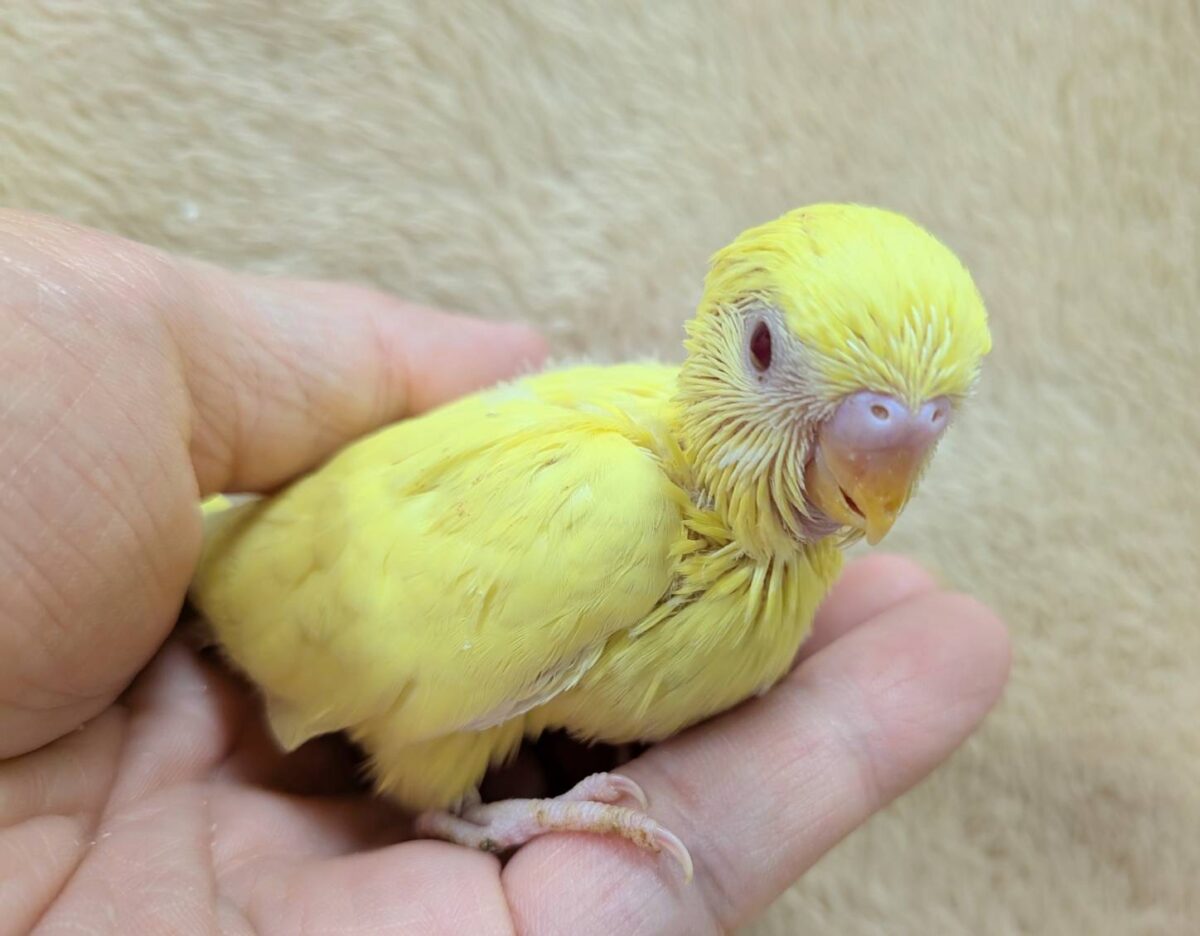 セキセイインコ