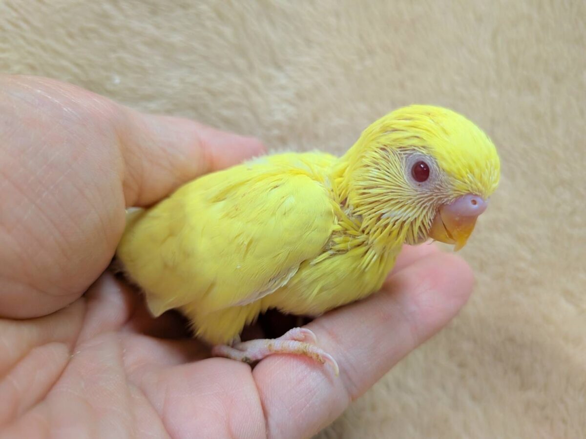 セキセイインコ