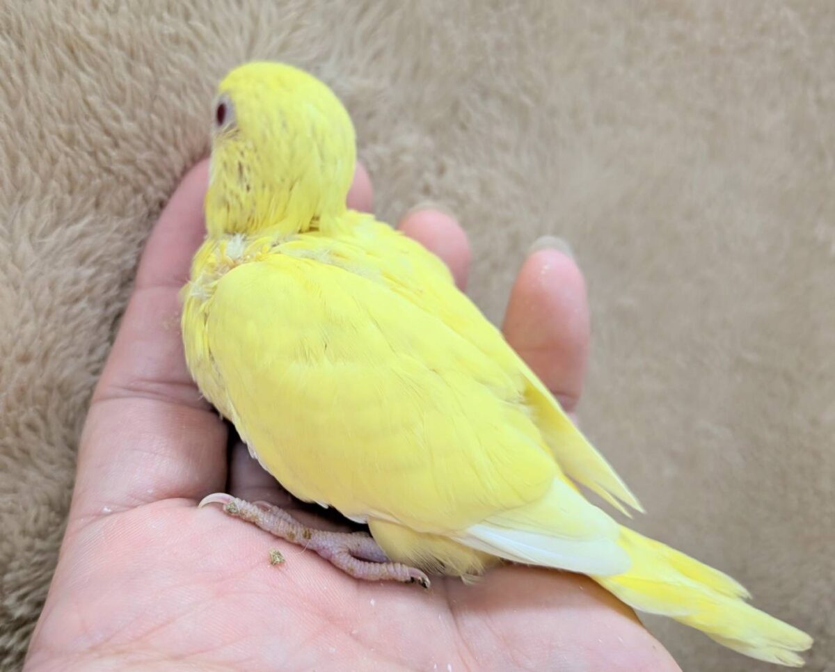 セキセイインコ