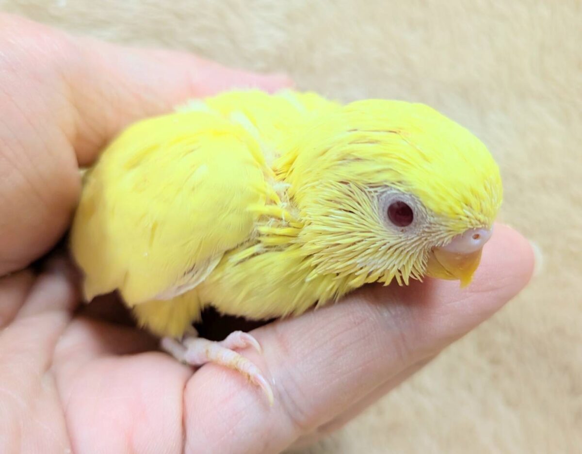 セキセイインコ