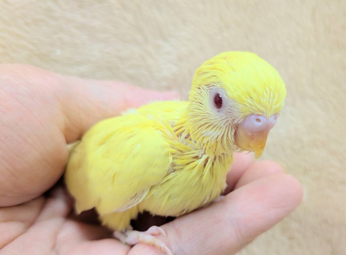 セキセイインコ