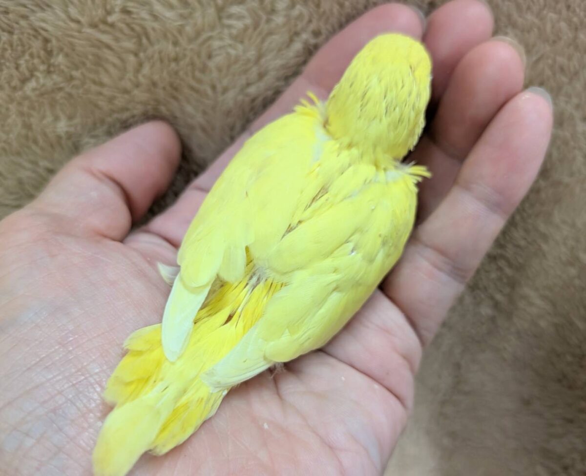 セキセイインコ