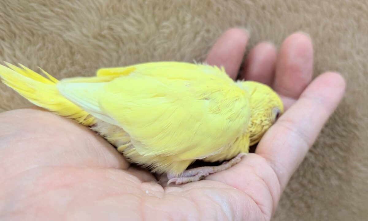 セキセイインコ